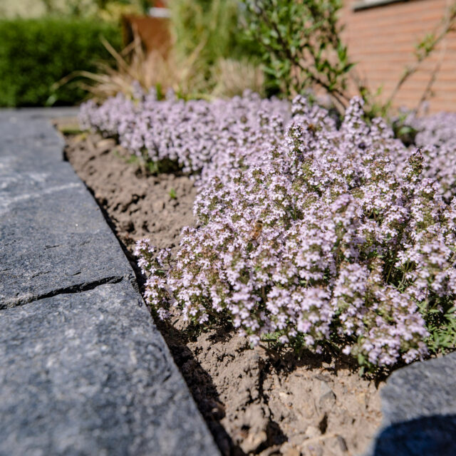 Bienenweide