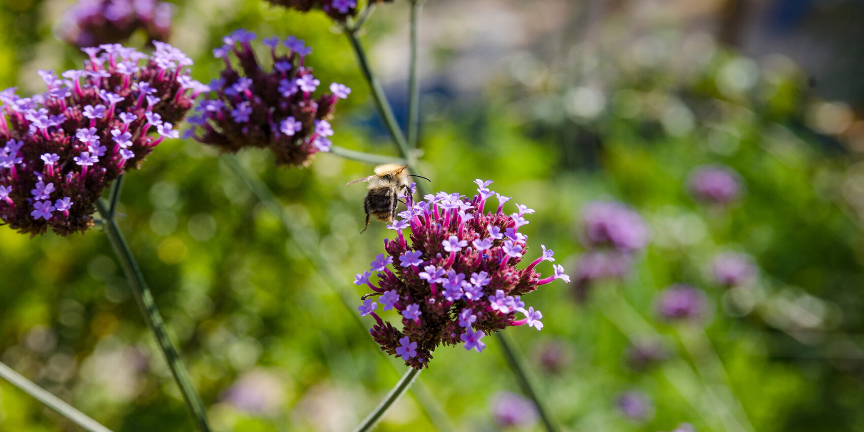 Bienenweide